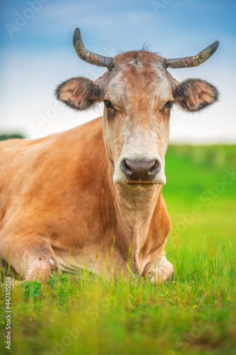 Cow in a meadow green grass. Farm animal.