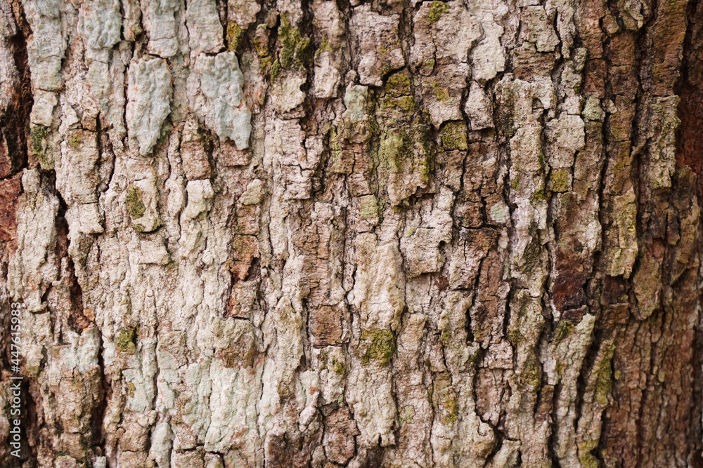 Durian tree bark, patterned, wood, trunk, old age, in the garden of a farmer. Durian tree bark, patterned, wood, trunk, old age, in the garden of a farmer.