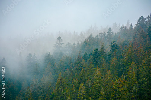 foggy nature scenery. coniferous forest on a cold autumn morning. mysterious atmosphere in rainy weather. surreal background of carpathian woodland