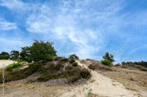 Nature reserve Kootwijkerzand, Gelderland Province, The Netherlands photo