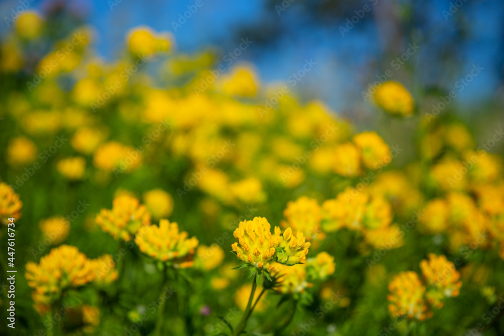 Yellow flowers on green soft focus meadow background. Yellow flowers on green soft focus meadow background.