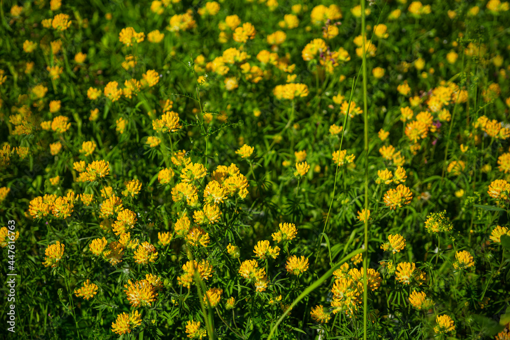 Fototapeta premium Yellow flowers on green soft focus meadow background.