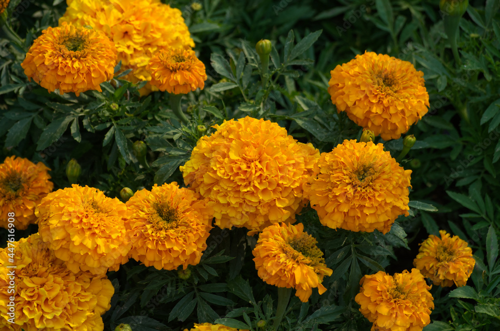 Marigolds blooming in the Garden