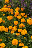 Marigolds blooming in the Garden