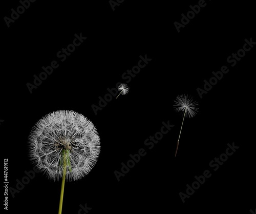 White flower dandelion blowing on the hand on black background