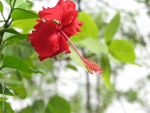 red hibiscus flower