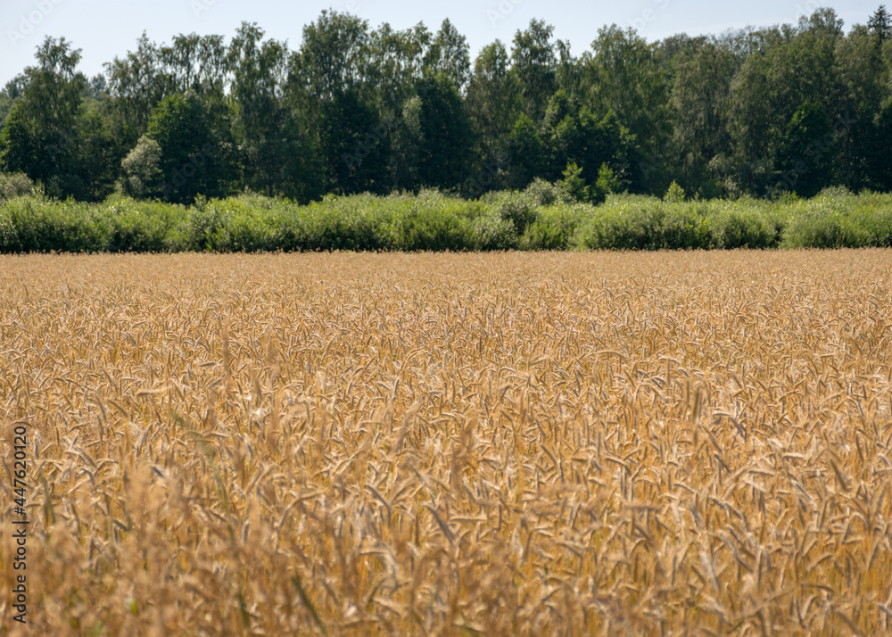 Naklejka premium cereal field texture, grain ears, summer