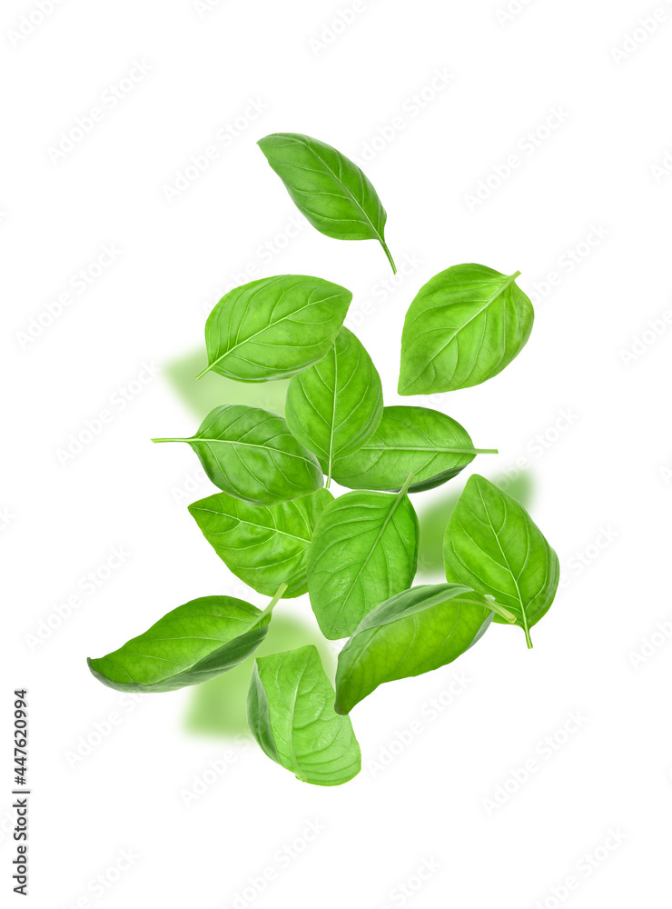 Flying basil leaves on white background