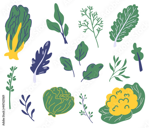 Set of salad greens. Different types of salad. Lettuce, watercress, kale, spinach. Green lettuce salad vegetables leaves. Healthy products. Vegetarian. For decor, kitchen, menu, restaurant. Vector