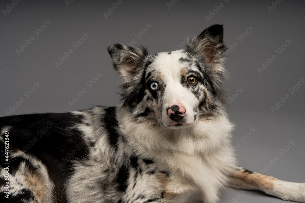 A closeup shot of a spotted border collie blue merle dog with heterochromia eyes A closeup shot of a spotted border collie blue merle dog with heterochromia eyes