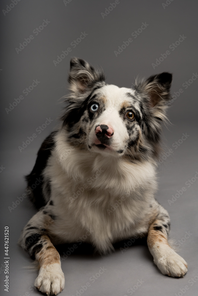 A vertical shot of a spotted border collie dog with heterochromia eyes A vertical shot of a spotted border collie dog with heterochromia eyes