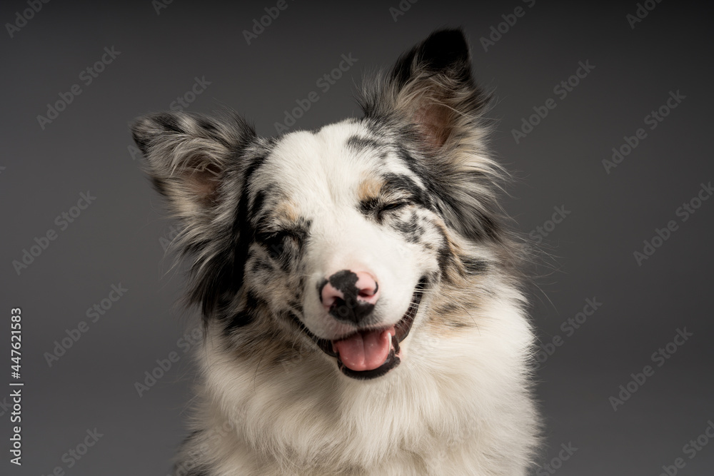 A closeup shot of a cute spotted border collie dog with closed eyes