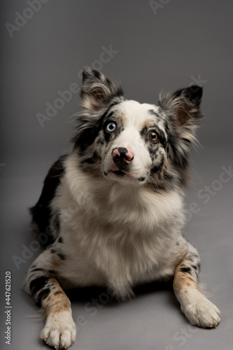 A vertical shot of a spotted border collie dog with heterochromia eyes