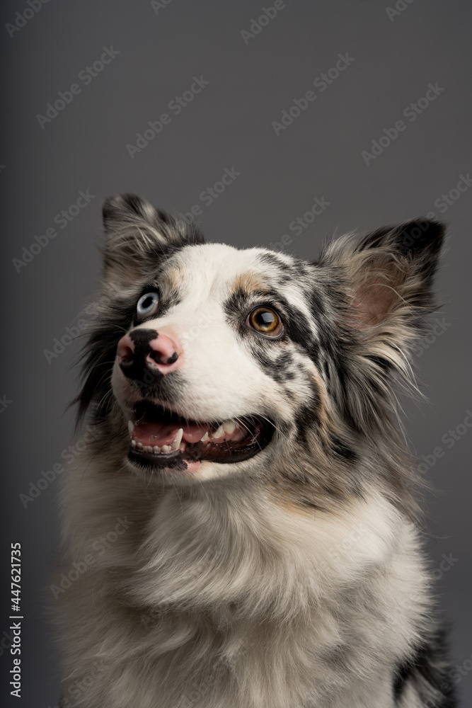 A vertical portrait of an Australian collie isolated on a gray background