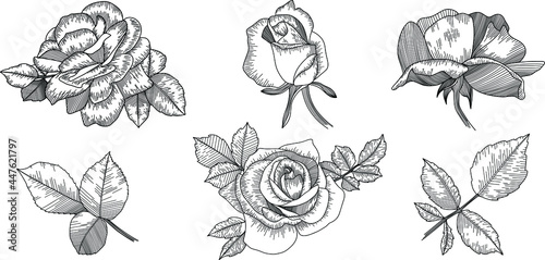 Rose flower outline vector. Hand drawn set 