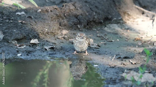 The woodlark or wood lark drinking water, Lullula arborea