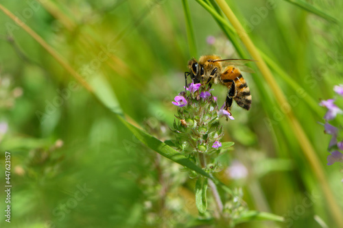 bee and wildflowers on a green background. bee at work, collecting pollen. bright delicate pink flower, honey bee. macro nature, wild wildflower, useful insect, spring or summer sunny day, close-up