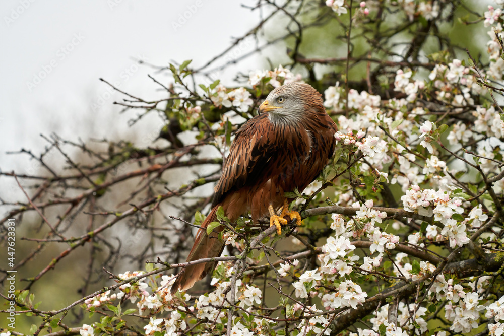 Red kite, in a tree with white blossom. Bird of prey portrait with yellow bill and red plumage and blue gray head Red kite, in a tree with white blossom. Bird of prey portrait with yellow bill and red plumage and blue gray head