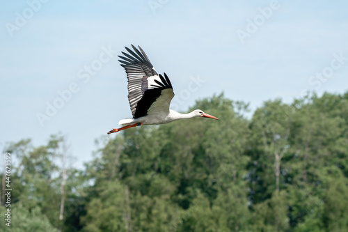 White stork flying above the treetops. With wide spread wings, against a blue sky