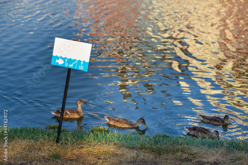 image of brown mallard duck with ducklings on the lake shore against the background of a prohibiting billboard