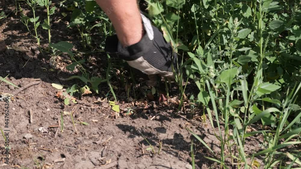 Pulling weeds close-up, gloved hand removing weeds, stationary shot, 29.97fps Pulling weeds close-up, gloved hand removing weeds, stationary shot, 29.97fps
