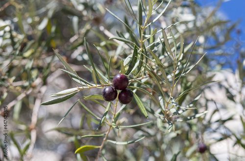 Three dark violet olive tree branch