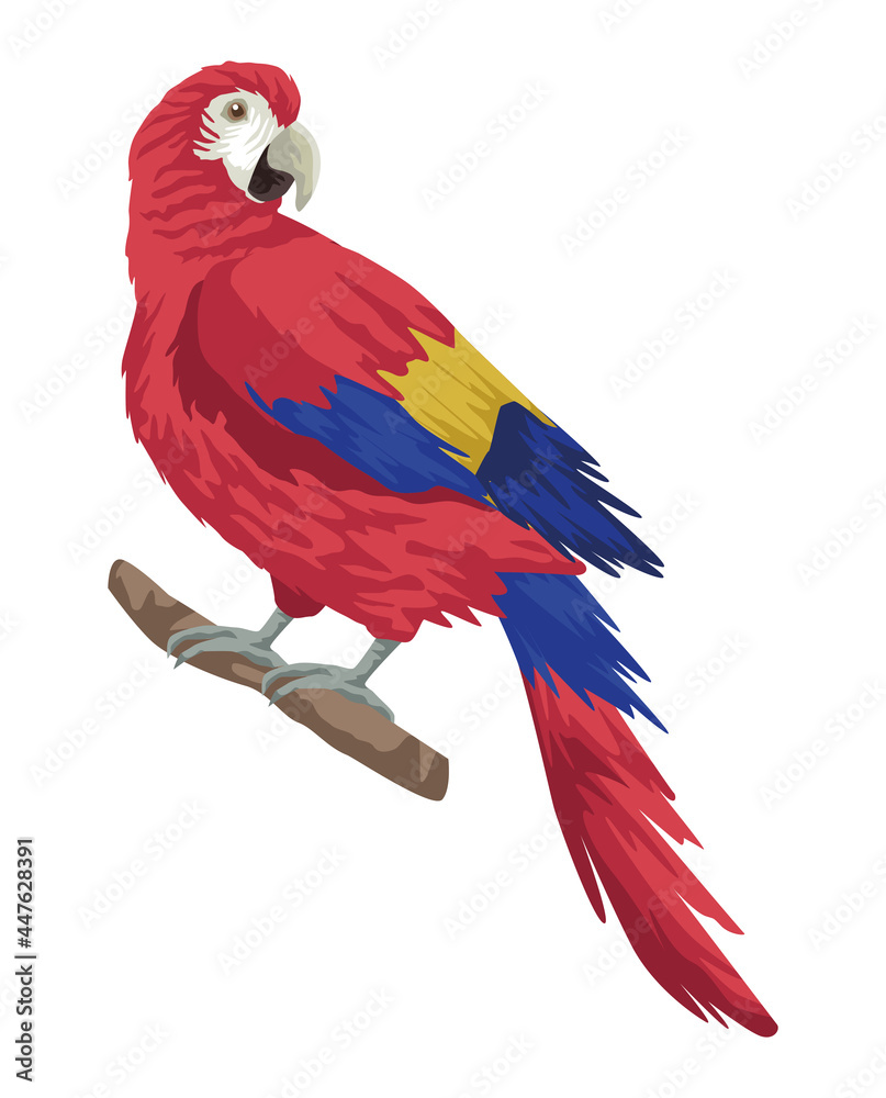 parrot exotic bird