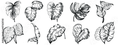 Monstera Vector Exotic tropical hawaiian summer. Liana beach tree jungle botanical leaves. Black and white engraved ink art. Leaf plant botanical garden floral foliage. Isolated leaf illustration elem