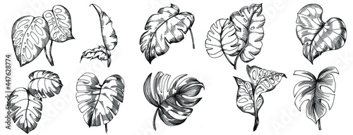 Monstera Vector Exotic tropical hawaiian summer. Liana beach tree jungle botanical leaves. Black and white engraved ink art. Leaf plant botanical garden floral foliage. Isolated leaf illustration elem