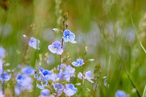 Veronica chamaedrys selective focus closeup macro flower in wild nature over out of focus floral background with copyspace. photo