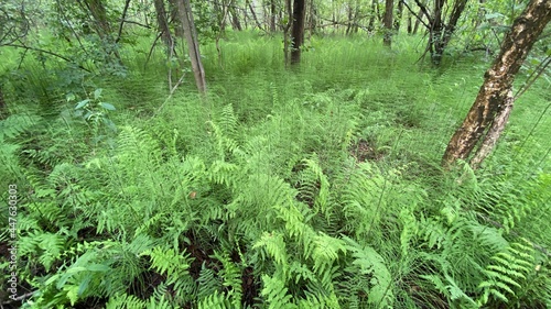 Dennstaedtia punctilobula plants growing wild in a swamp forest photo