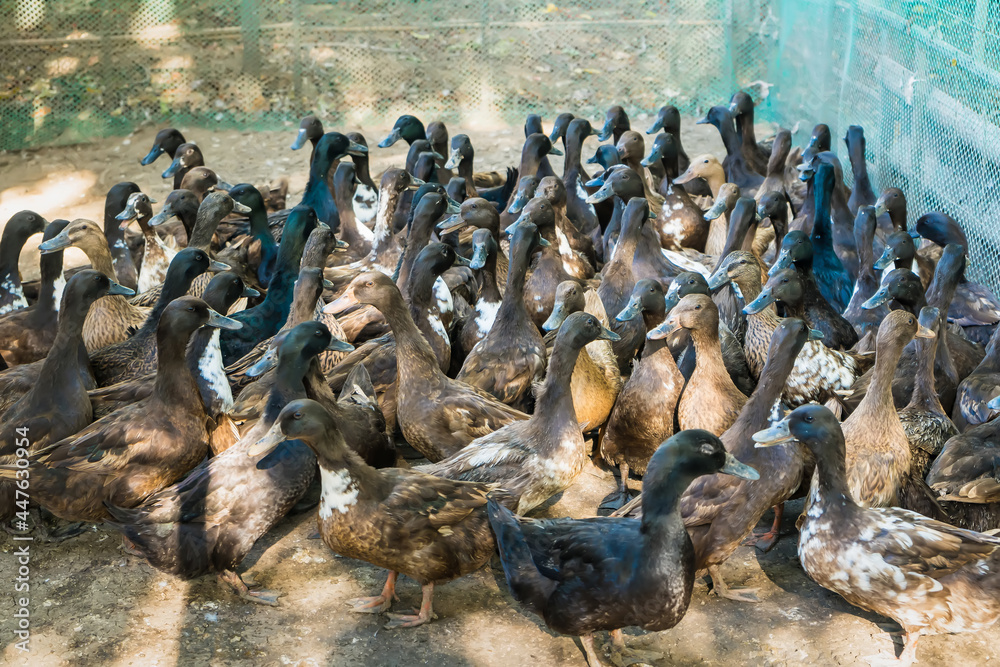 Fototapeta premium Group of ducks in farm, traditional farming in Thailand, animal farm.
