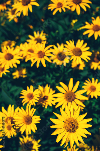 Closeup of false yellow sunflower (rough oxeye, Heliopsis scabra, helianthoides, Oxe eye) grows in public flower garden. Beautiful summer natural floral bright background