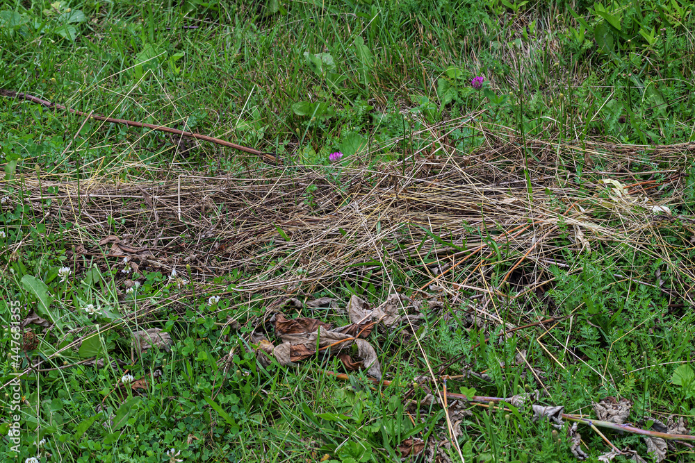 A little straw on a forest lawn on a summer day A little straw on a forest lawn on a summer day