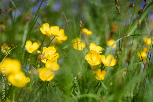 Ranunculus acris Meadow buttercup Tall buttercup selective focus yellow flowers closeup macro in wild nature over out of focus floral background with copyspace.