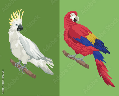 parrot and cockatoo