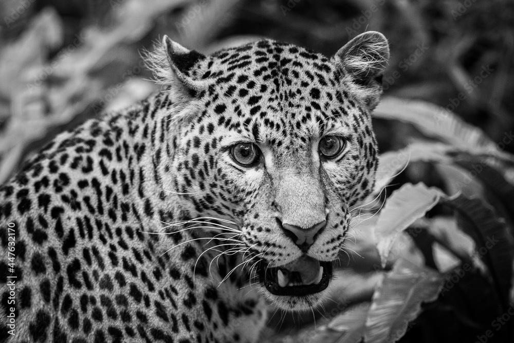 Obraz premium Sri Lankan leopard in the jungle