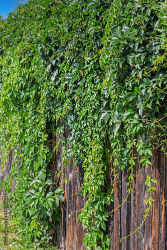 Fototapeta Naklejka Na Ścianę i Meble -  Ivy branches on a wooden fence close-up