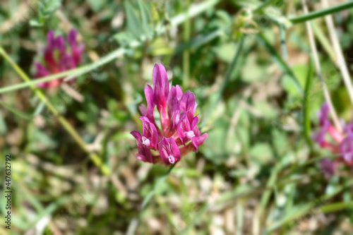 Illyric Montpellier Milk Vetch