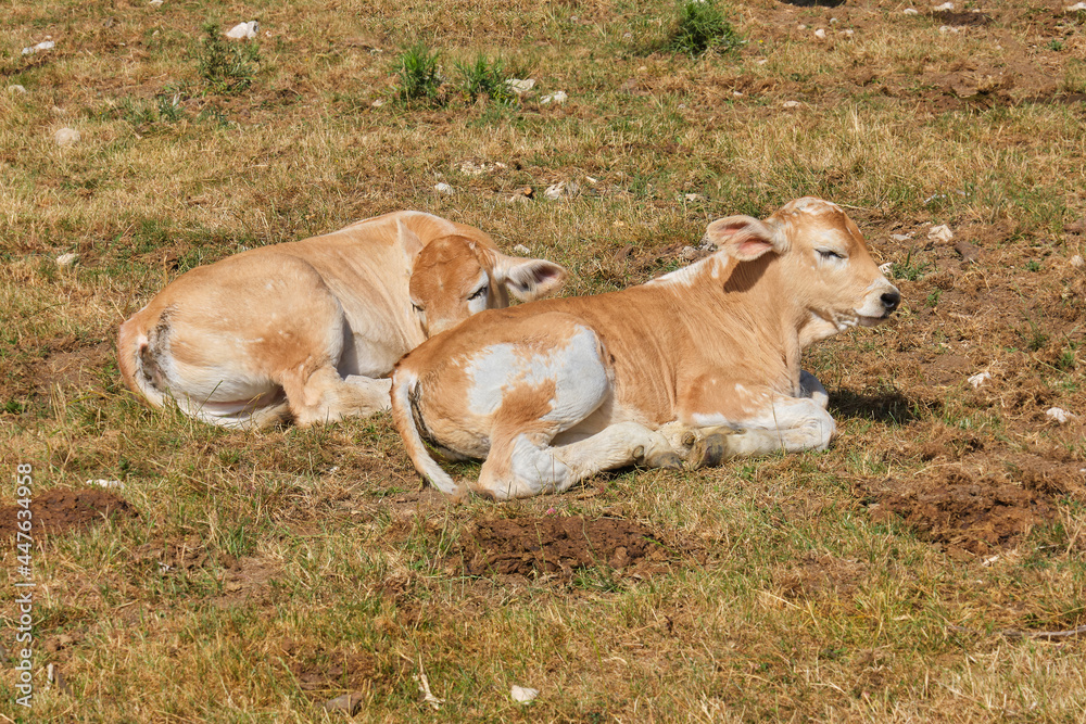 little calves resting farindola abruzzo