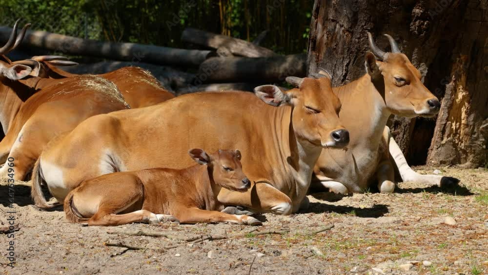 Family of Banteng, Bos javanicus or Red Bull. It is a type of wild cattle But there are key characteristics that are different from cattle and bison: a white band bottom in both males and females. Family of Banteng, Bos javanicus or Red Bull. It is a type of wild cattle But there are key characteristics that are different from cattle and bison: a white band bottom in both males and females.