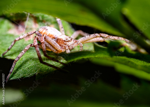 Red forest spider on the tree leaf