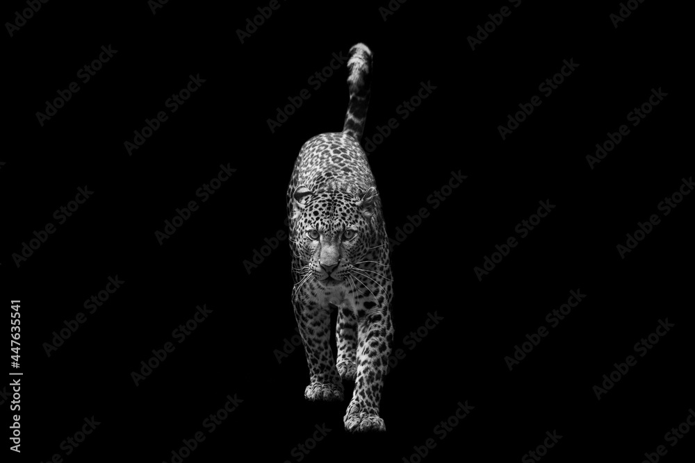 Obraz premium Sri Lankan leopard with a black background