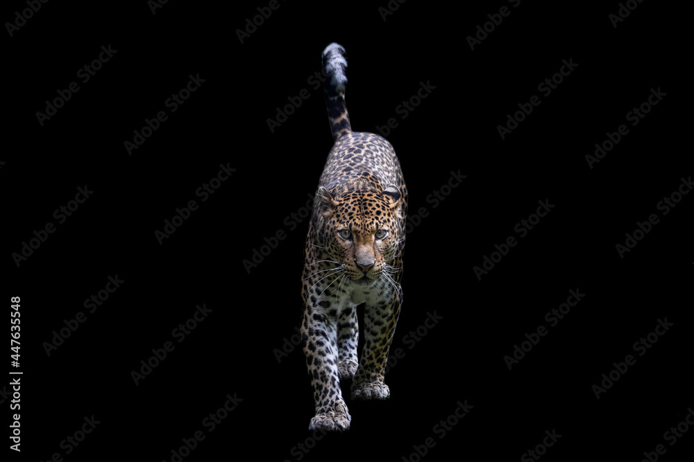 Obraz premium Sri Lankan leopard with a black background