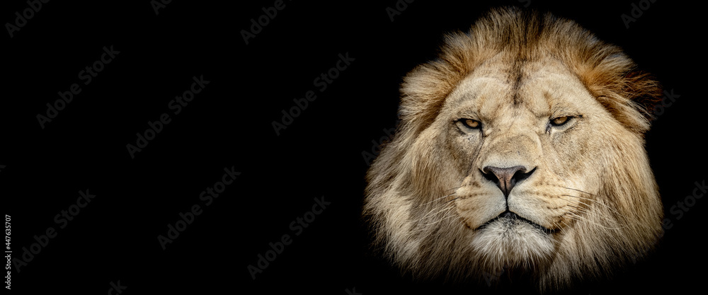 Naklejka Template of a lion with a black background