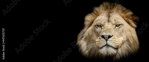 Template of a lion with a black background © AB Photography