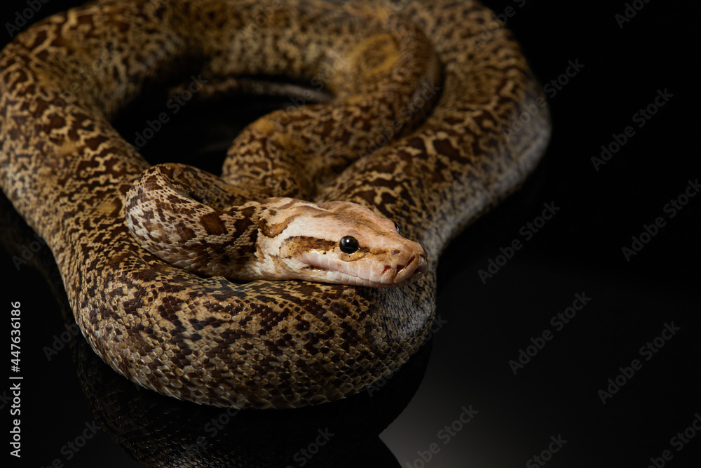 Naklejka premium snake on a black background. Carpet python. Animal in the studio