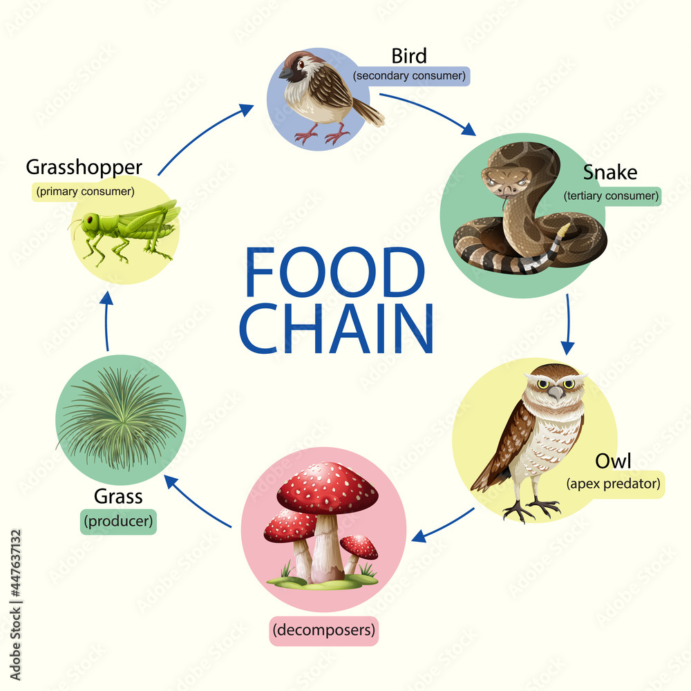 Food Chain Diagram Concept Stock Illustration | Adobe Stock