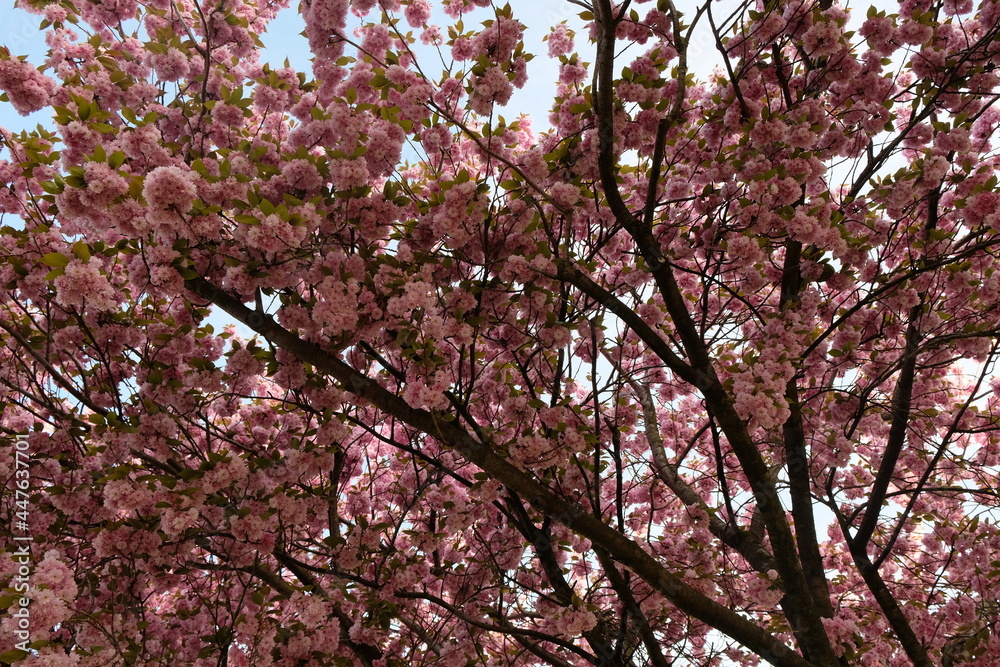 FU 2020-04-16 Kirsch 80 Baum mit vielen rosa Blüten