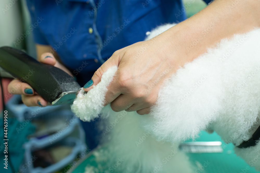 The groomer cutting the dog's paw. Bichon Frize. The groomer is working. Hairstyle, styling The groomer cutting the dog's paw. Bichon Frize. The groomer is working. Hairstyle, styling
